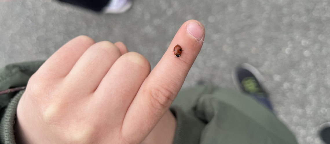 Marihøne på finger