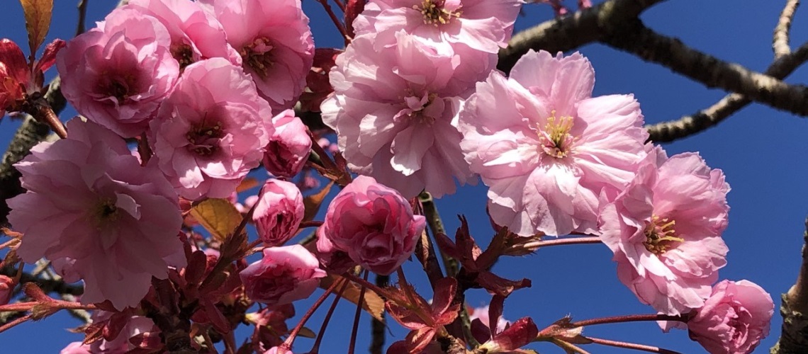 Rosa blomster