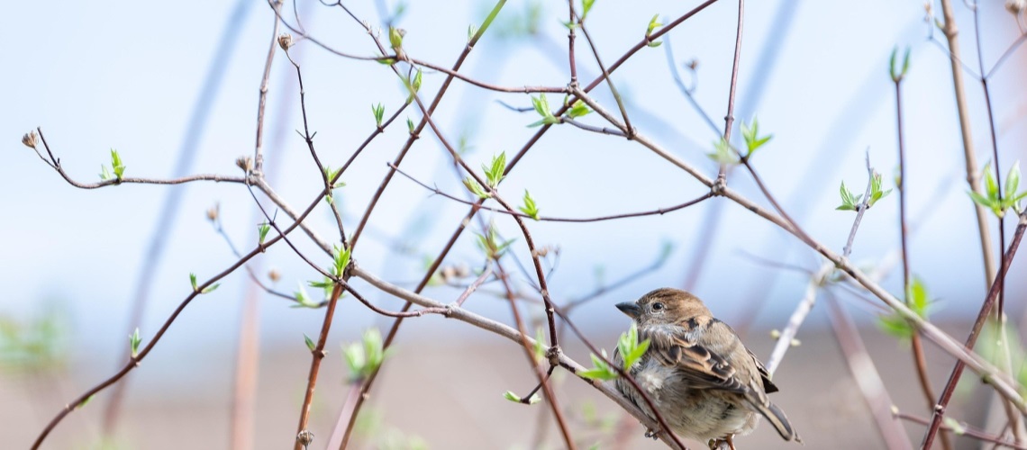 Fugl i greiner som spretter