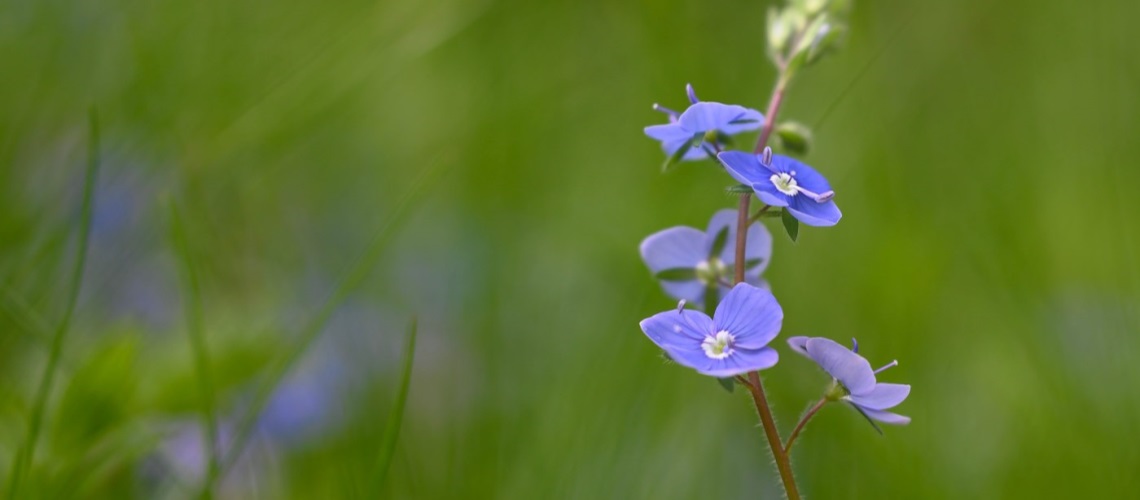 Blomst
