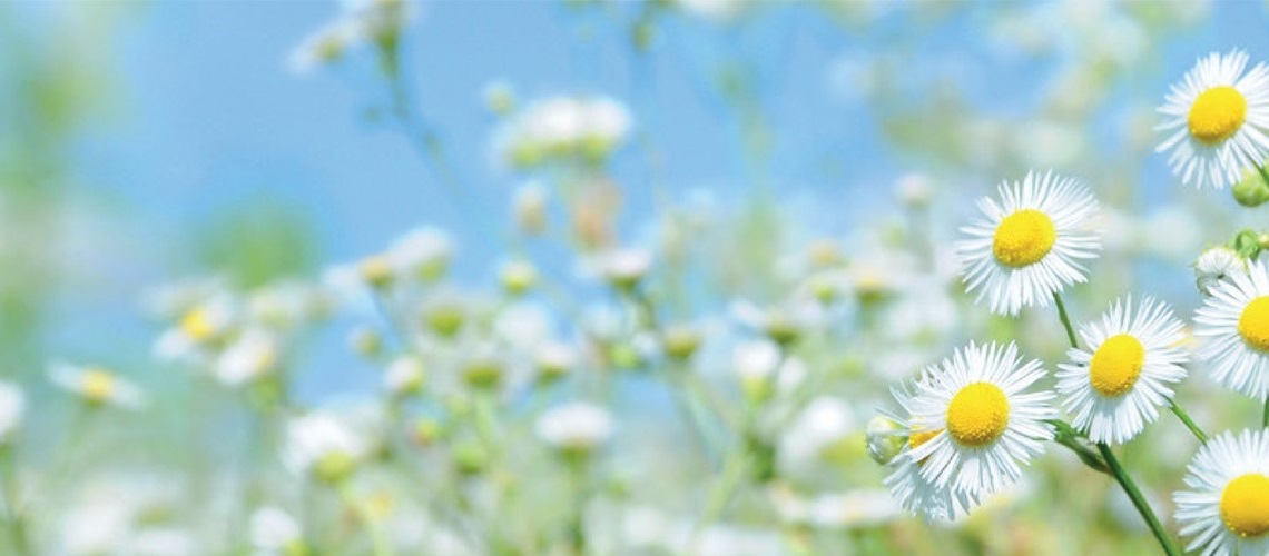Hvite blomster