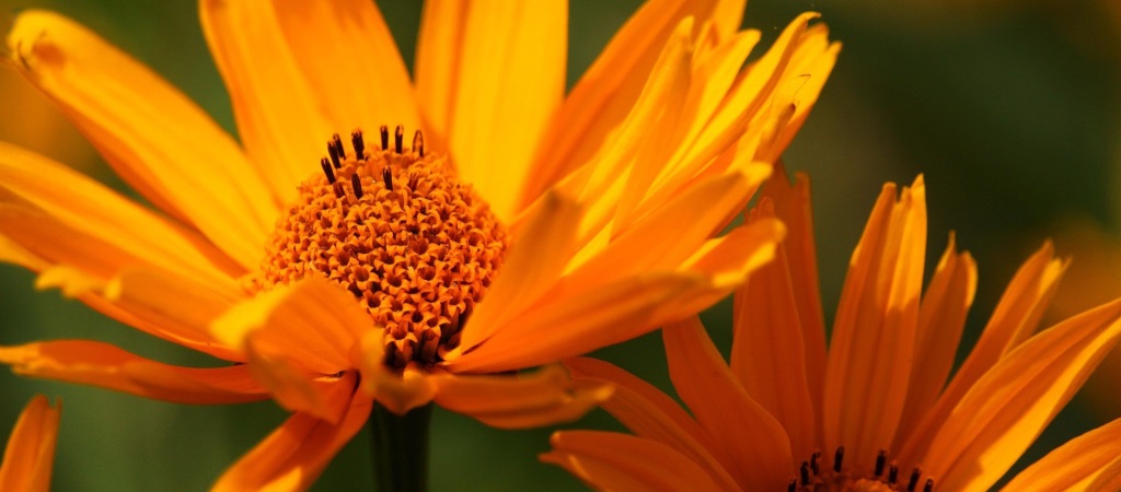 Nærbilde av en oransje kornblomst.