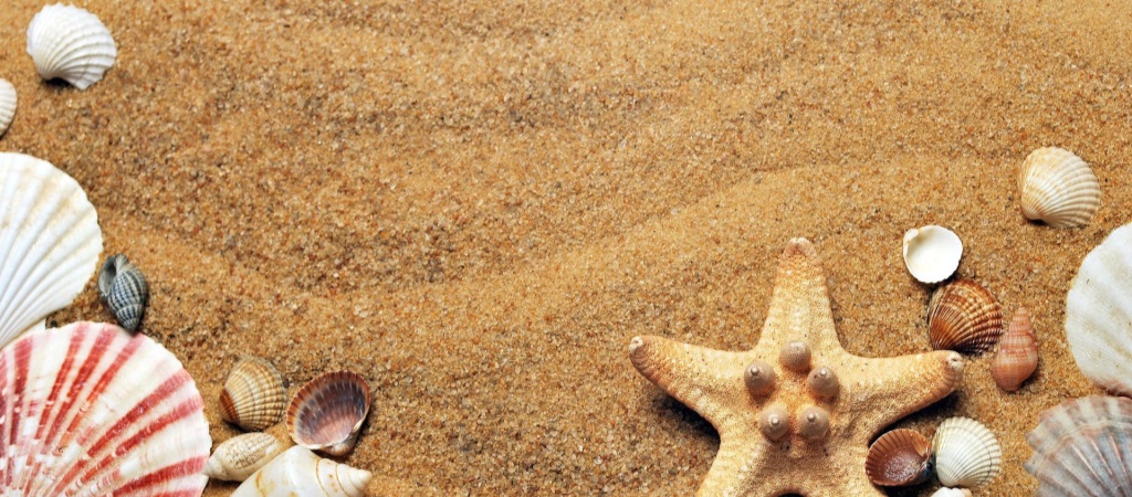 Nærbilde av sandstrand med ulike typer skjell og en tørket sjøstjerne. 